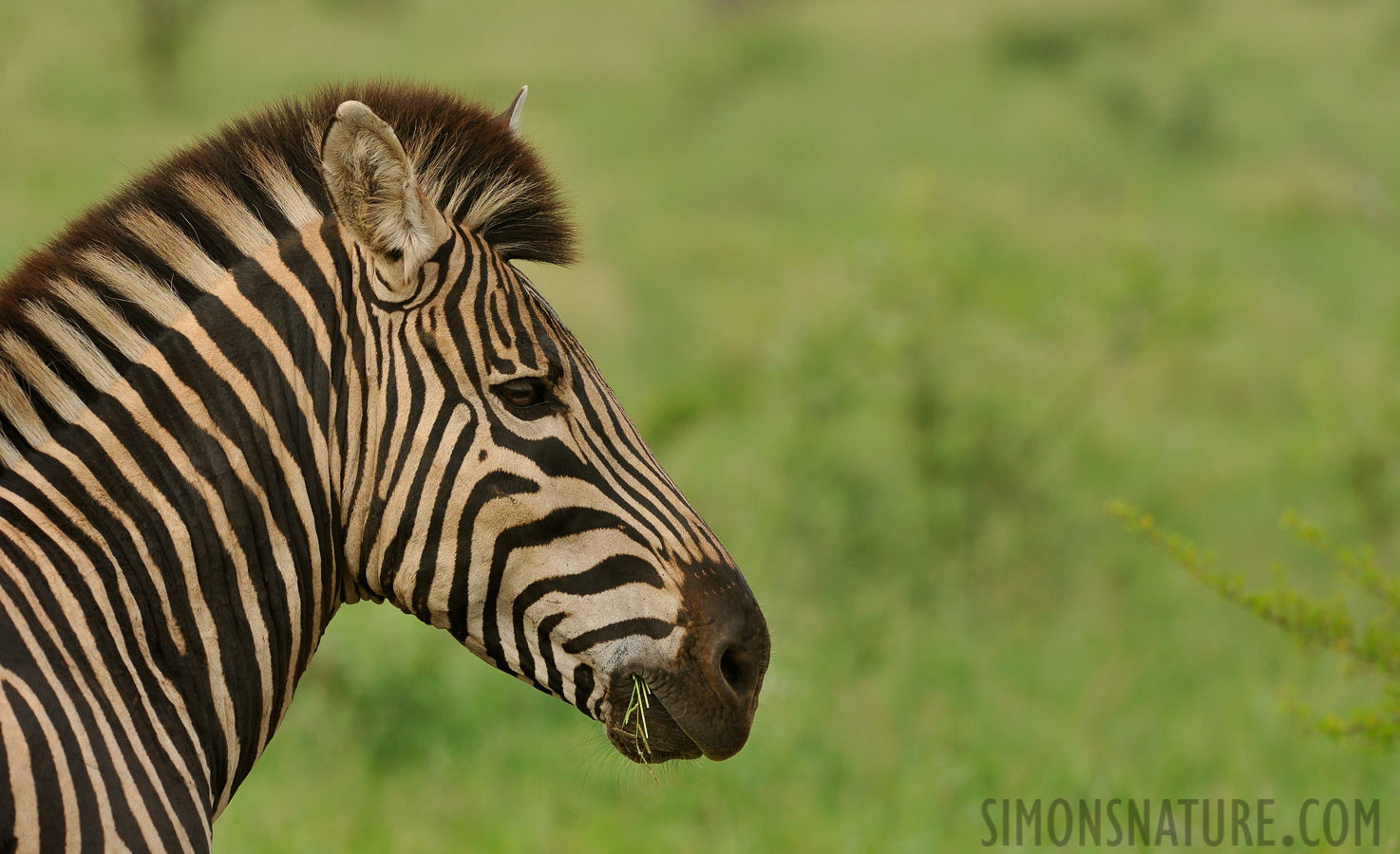 Equus quagga chapmani [370 mm, 1/500 Sek. bei f / 8.0, ISO 1000]